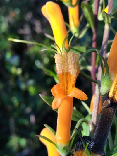 Macranthera flammea, photographed by Scott Ward