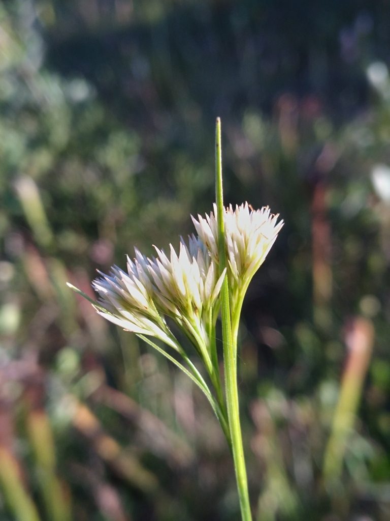 Rhynchospora macra, photographed by Scott Ward