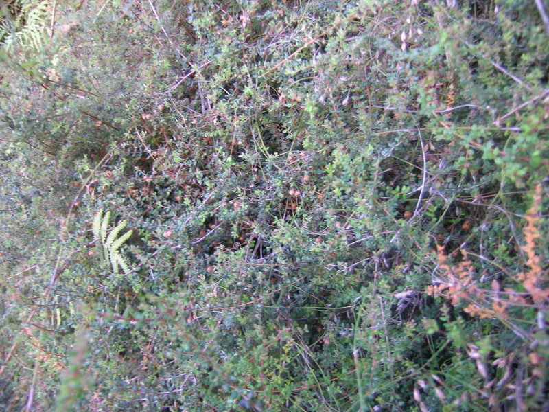 Erica turneri, photographed by jillblignaut