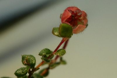Erica turneri, photographed by jillblignaut