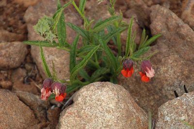 Hermannia cristata, photographed by Tony Rebelo