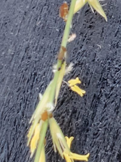 Bouteloua uniflora, photographed by Jo Roberts