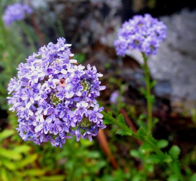 Pseudoselago langebergensis, photographed by Di Turner