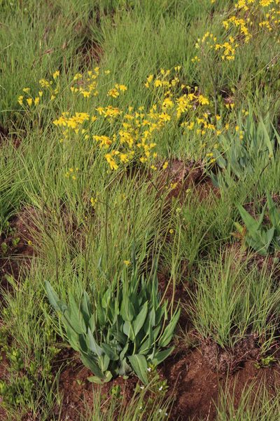 Senecio glaberrimus, photographed by Tony Rebelo