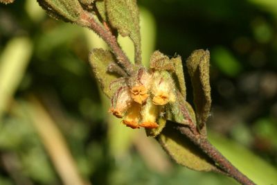 Hermannia salviifolia, photographed by jillblignaut