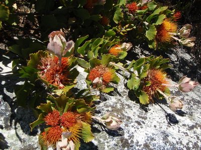 Leucospermum mundii, photographed by jillblignaut