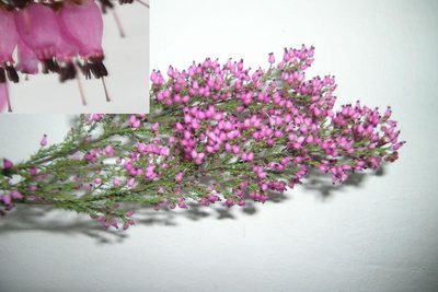 Erica nutans, photographed by jillblignaut