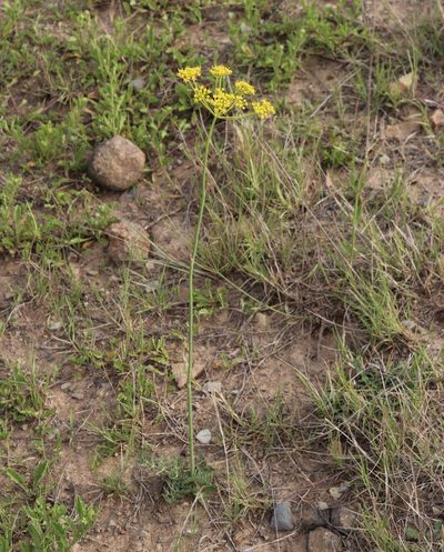 Afrosciadium magalismontanum, photographed by Tony Rebelo