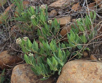 Xysmalobium parviflorum, photographed by Tony Rebelo