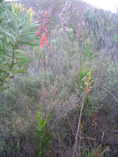 Aloiampelos decumbens, photographed by jillblignaut