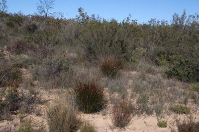 Thamnochortus bachmannii, photographed by Tony Rebelo