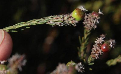 Phylica agathosmoides, photographed by Tony Rebelo
