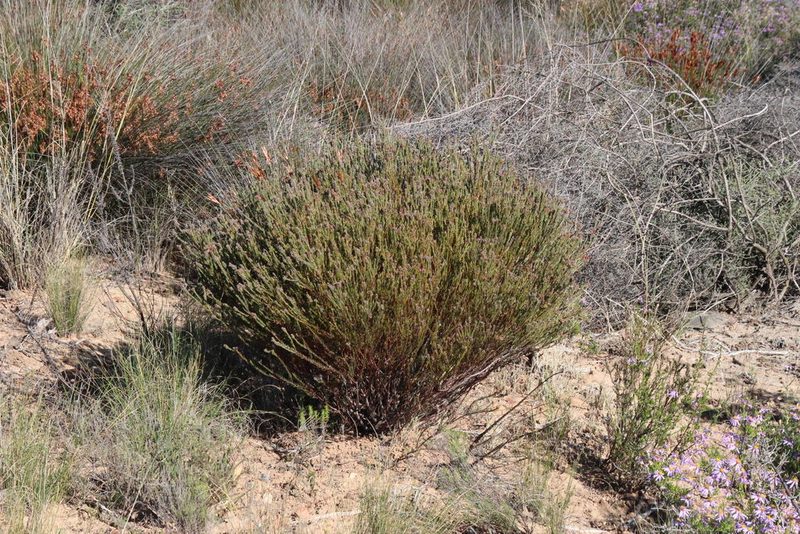 Phylica agathosmoides, photographed by Tony Rebelo