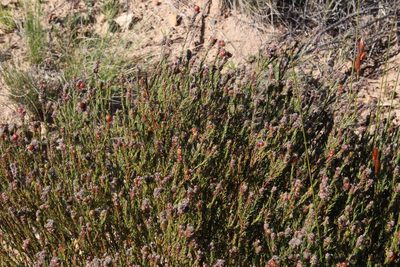 Phylica agathosmoides, photographed by Tony Rebelo