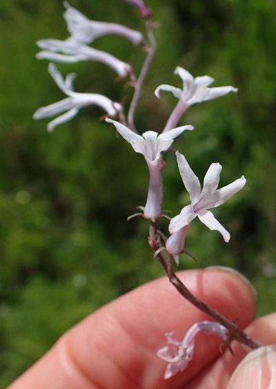 Cyphia tysonii, photographed by Peter Warren