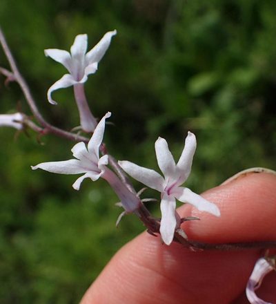 Cyphia tysonii, photographed by Peter Warren