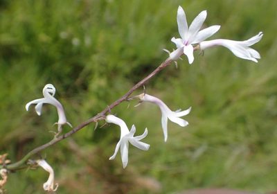Cyphia tysonii, photographed by Peter Warren