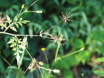 Bidens bipinnata, photographed by mefisher