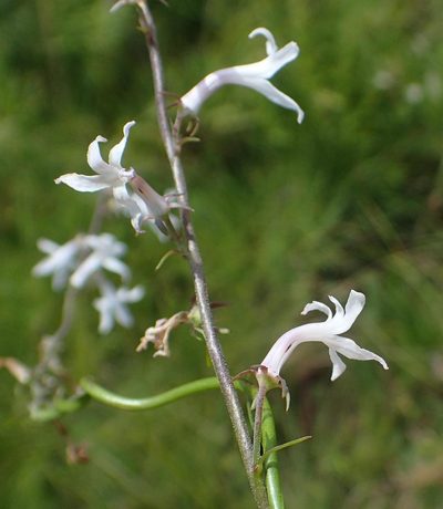 Cyphia tysonii, photographed by Peter Warren