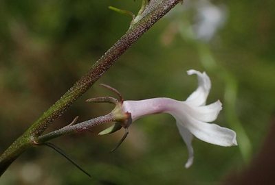 Cyphia tysonii, photographed by Peter Warren