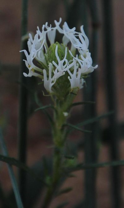 Dischisma spicatum, photographed by Tony Rebelo