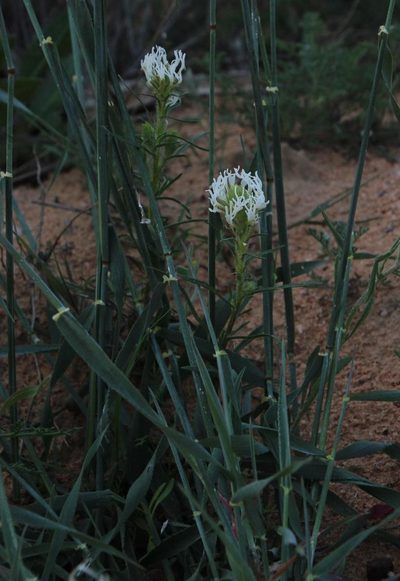 Dischisma spicatum, photographed by Tony Rebelo