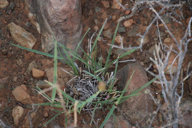 Fingerhuthia africana, photographed by Tony Rebelo