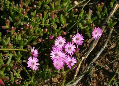 Ruschia muiriana, photographed by jillblignaut