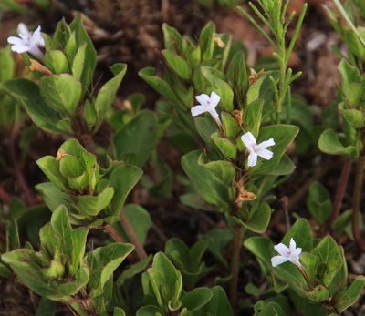 Dyschoriste burchellii, photographed by Tony Rebelo