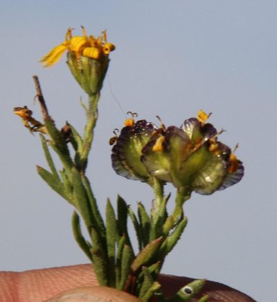 Osteospermum microphyllum, photographed by Tony Rebelo