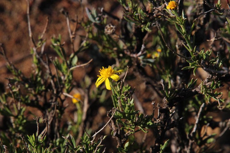 Osteospermum microphyllum, photographed by Tony Rebelo