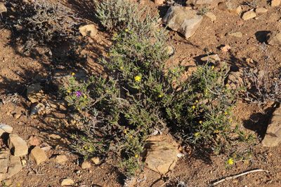 Osteospermum microphyllum, photographed by Tony Rebelo