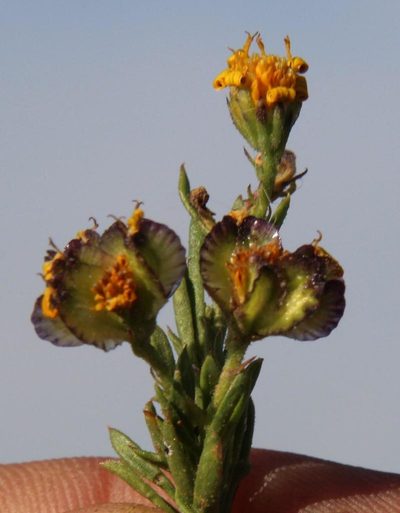 Osteospermum microphyllum, photographed by Tony Rebelo