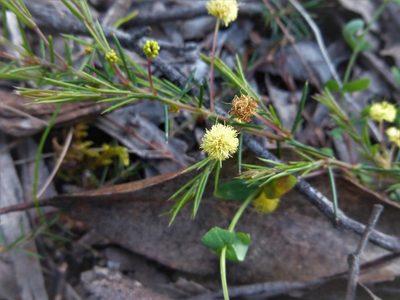 Acacia aculeatissima, photographed by Kiri Bee