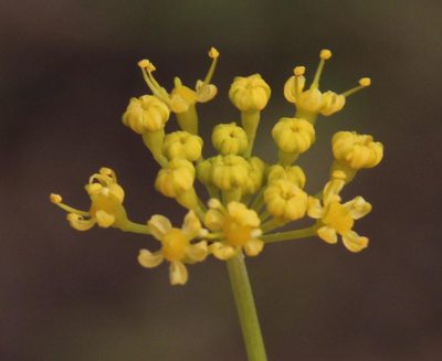 Afrosciadium platycarpum