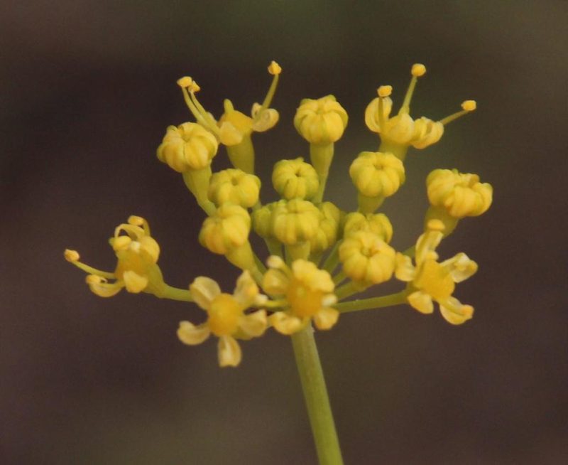 Afrosciadium platycarpum, photographed by Tony Rebelo