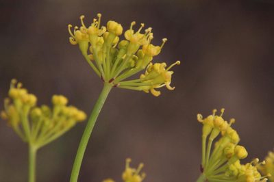 Afrosciadium platycarpum, photographed by Tony Rebelo