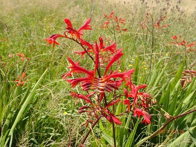 Crocosmia paniculata, photographed by Peter Warren