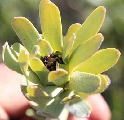 Leucadendron remotum, photographed by Tony Rebelo