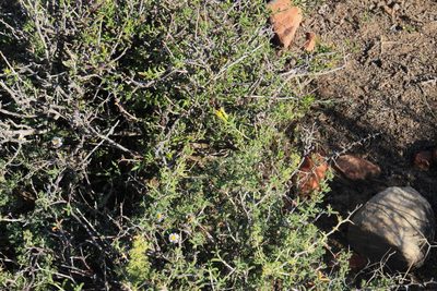 Senecio acutifolius, photographed by Tony Rebelo
