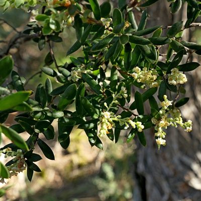 Monotoca elliptica, photographed by Max Campbell
