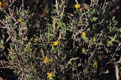 Senecio acutifolius, photographed by Tony Rebelo