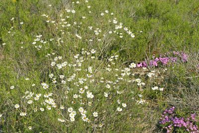 Cymbopappus adenosolen, photographed by jillblignaut