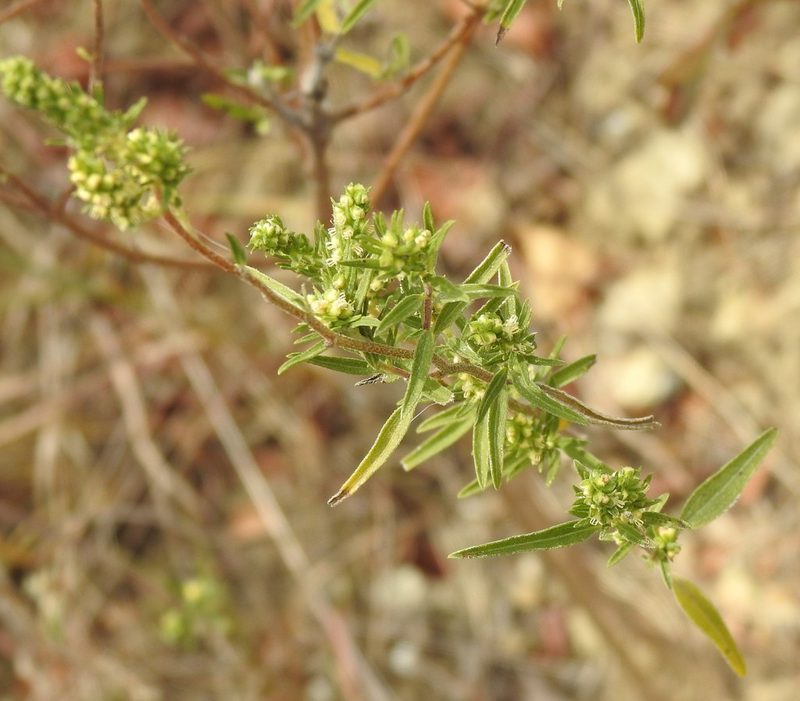 Iva angustifolia, photographed by saltyhiker