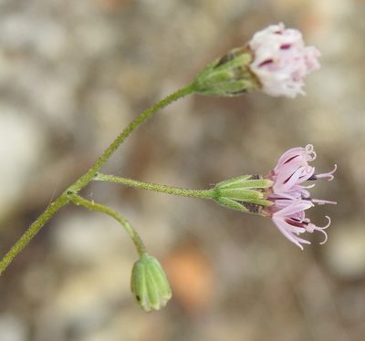 Palafoxia callosa, photographed by saltyhiker