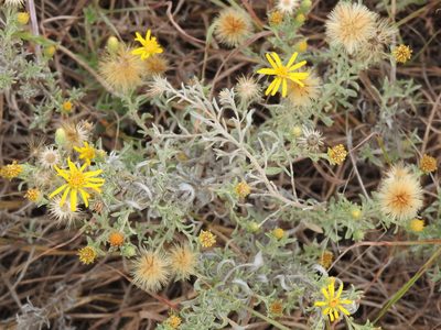 Heterotheca canescens, photographed by saltyhiker