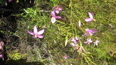 Chironia melampyrifolia, photographed by jillblignaut