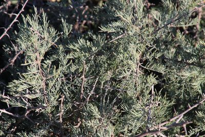 Asparagus glaucus, photographed by Tony Rebelo