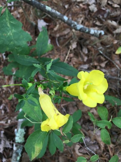 Aureolaria levigata, photographed by Bonnie Isaac