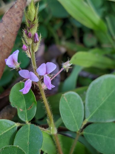 Grona adscendens, photographed by Denis Bastianelli